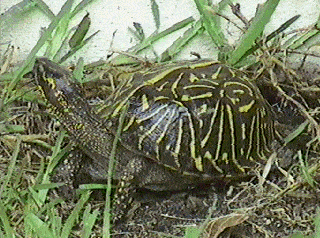 common eastern