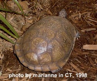 common eastern