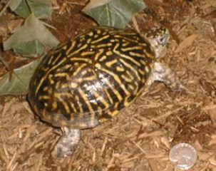 common eastern