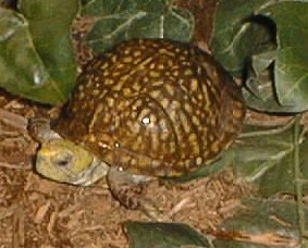 Ornate box turtle